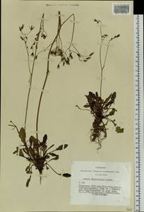 Crepis multicaulis Ledeb., Siberia, Altai & Sayany Mountains (S2) (Russia)