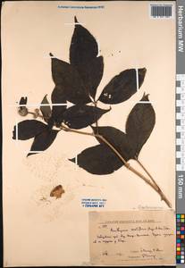 Eleutherococcus sessiliflorus (Rupr. & Maxim.) S. Y. Hu, Siberia, Russian Far East (S6) (Russia)