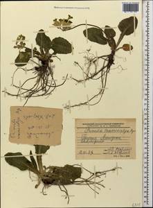 Primula veris subsp. macrocalyx (Bunge) Lüdi, Caucasus, Georgia (K4) (Georgia)