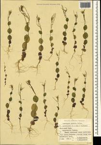 Plagioloba clavata (Boiss.) Khosravi & Eslami-Farouji, Crimea (KRYM) (Russia)