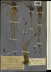 Carex songorica Kar. & Kir., Caucasus, Dagestan (K2) (Russia)