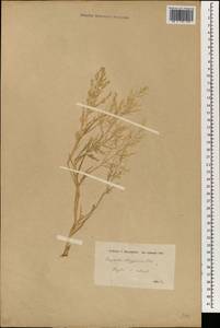 Eragrostis aegyptiaca (Willd.) Delile, South Asia, South Asia (Asia outside ex-Soviet states and Mongolia) (ASIA) (Iraq)