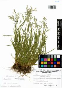 Poa annua L., Siberia, Baikal & Transbaikal region (S4) (Russia)