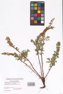 Spiraea hypericifolia L., Eastern Europe, Eastern region (E10) (Russia)
