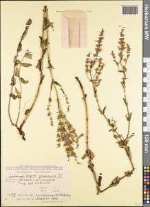 Nepeta nuda subsp. nuda, Caucasus, Stavropol Krai, Karachay-Cherkessia & Kabardino-Balkaria (K1b) (Russia)