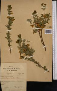 Caragana frutex (L.) K.Koch, Middle Asia, Northern & Central Kazakhstan (M10) (Kazakhstan)