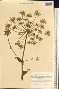 Heracleum sosnowskyi Manden., Eastern Europe, Central forest-and-steppe region (E6) (Russia)