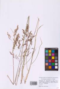 Deschampsia cespitosa (L.) P.Beauv., Eastern Europe, Moscow region (E4a) (Russia)