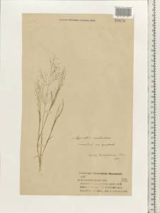 Colpodium biebersteinianum (Claus) Röser & Tkach, Eastern Europe, Volga-Kama region (E7) (Russia)