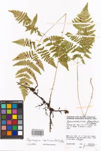 Gymnocarpium robertianum (Hoffm.) Newman, Eastern Europe, Eastern region (E10) (Russia)