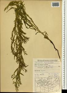 Rhaponticum repens (L.) Hidalgo, Mongolia (MONG) (Mongolia)