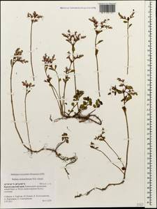 Phedimus stolonifer (S. G. Gmel.) 't Hart, Caucasus, Krasnodar Krai & Adygea (K1a) (Russia)