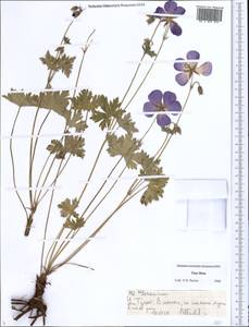 Geranium, Middle Asia, Northern & Central Tian Shan (M4) (Kyrgyzstan)