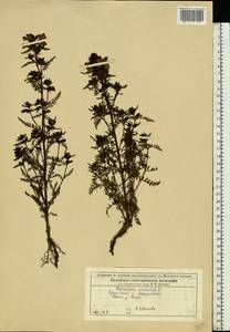 Pedicularis palustris, Eastern Europe, Moscow region (E4a) (Russia)