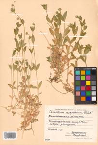 Cerastium holosteoides Fr., Siberia, Chukotka & Kamchatka (S7) (Russia)
