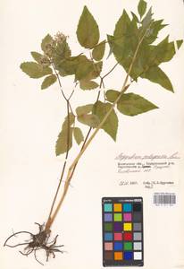 Aegopodium podagraria L., Eastern Europe, Moscow region (E4a) (Russia)