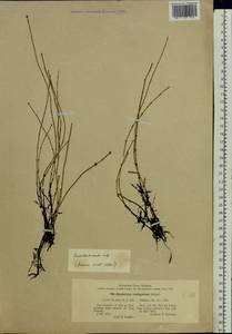 Equisetum variegatum Schleich., Eastern Europe, Latvia (E2b) (Latvia)