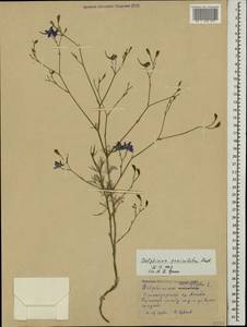 Delphinium consolida subsp. paniculatum (Host) N. Busch, Caucasus, Krasnodar Krai & Adygea (K1a) (Russia)
