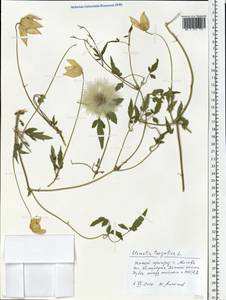 Clematis tangutica (Maxim.) Korsh., Eastern Europe, Moscow region (E4a) (Russia)