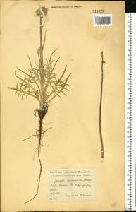 Jurinea arachnoidea Bunge, Eastern Europe, Central forest-and-steppe region (E6) (Russia)