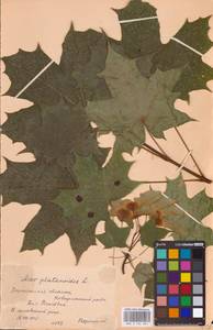 Acer platanoides L., Eastern Europe, Central forest-and-steppe region (E6) (Russia)