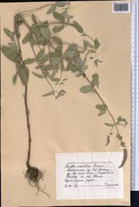 Mentha longifolia var. asiatica (Boriss.) Rech.f., Middle Asia, Caspian Ustyurt & Northern Aralia (M8) (Kazakhstan)