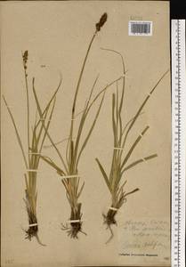 Carex vulpina L., Eastern Europe, Central forest-and-steppe region (E6) (Russia)