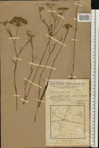 Seseli strictum Ledeb., Siberia, Western Siberia (S1) (Russia)