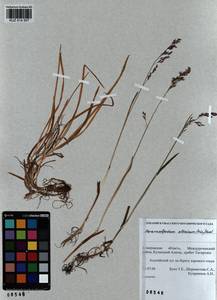 Paracolpodium altaicum (Trin.) Tzvelev, Siberia, Altai & Sayany Mountains (S2) (Russia)