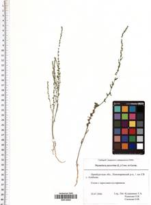 Thymelaea passerina (L.) Coss. & Germ., Eastern Europe, Eastern region (E10) (Russia)