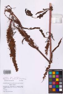 Rumex crispus L., Eastern Europe, Moscow region (E4a) (Russia)