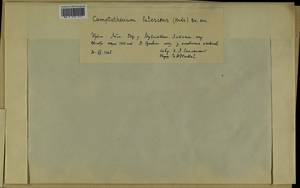 Homalothecium lutescens (Hedw.) H. Rob., Bryophytes, Bryophytes - Crimea (B3a) (Russia)