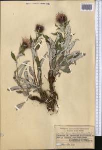 Syreitschikovia spinulosa (Franch.) Pavlov, Middle Asia, Western Tian Shan & Karatau (M3) (Kyrgyzstan)