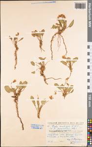 Viola ambigua Waldst. & Kit., Eastern Europe, North Ukrainian region (E11) (Ukraine)