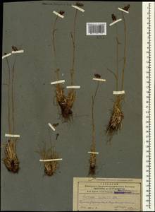 Luzula spicata (L.) DC., Caucasus, Armenia (K5) (Armenia)