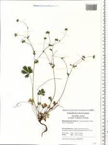 Potentilla crantzii (Crantz) Beck, Eastern Europe, Northern region (E1) (Russia)