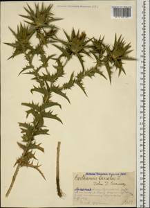 Carthamus lanatus L., Caucasus, Armenia (K5) (Armenia)