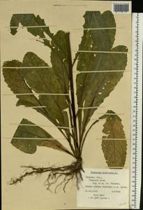 Verbascum blattaria L., Eastern Europe, North-Western region (E2) (Russia)