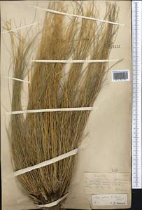 Stipa zalesskyi Wilensky ex Grossh., Middle Asia, Muyunkumy, Balkhash & Betpak-Dala (M9) (Kazakhstan)