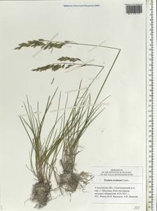 Festuca cretacea T.I.Popov ex Proskor., Eastern Europe, Middle Volga region (E8) (Russia)