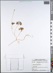 Coptidium lapponicum (L.) Á. Löve & D. Löve, Siberia, Central Siberia (S3) (Russia)