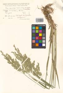 Poa macrocalyx Trautv. & C.A.Mey., Siberia, Russian Far East (S6) (Russia)