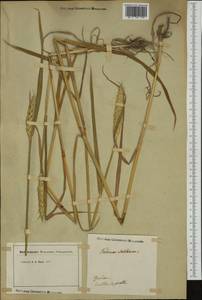 Triticum aestivum L., Botanic gardens and arboreta (GARD) (Switzerland)