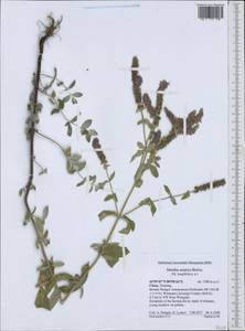 Mentha longifolia var. asiatica (Boriss.) Rech.f., South Asia, South Asia (Asia outside ex-Soviet states and Mongolia) (ASIA) (China)