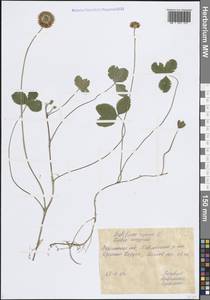 Trifolium repens L., Eastern Europe, Central forest-and-steppe region (E6) (Russia)