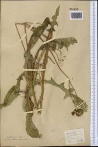 Sonchus arvensis L., Middle Asia, Northern & Central Kazakhstan (M10) (Kazakhstan)