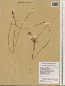 Moraea sisyrinchium (L.) Ker Gawl., South Asia, South Asia (Asia outside ex-Soviet states and Mongolia) (ASIA) (Cyprus)