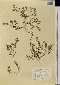 Honckenya peploides (L.) Ehrh., Siberia, Western Siberia (S1) (Russia)