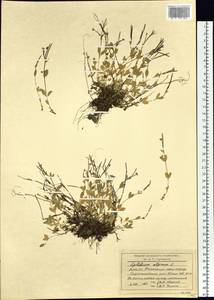 Epilobium palustre L., Siberia, Western Siberia (S1) (Russia)