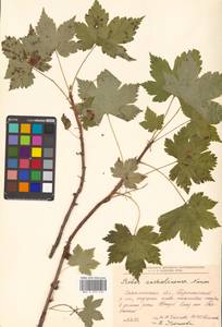 Ribes sachalinense (F. Schmidt) Nakai, Siberia, Russian Far East (S6) (Russia)